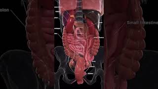 Posterior view of organs neet usmlestep anatomy 3danimation [upl. by Lenee416]