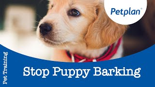 Dog Barking How To Train Your Puppy To Stop Barking  Petplan [upl. by Yeldnarb]