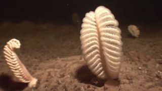 What is a Sea Pen  Oceans  BBC Earth [upl. by Arita820]