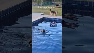 Doggie having a swimm dogrescue dogs pets animalrescue [upl. by Zanas554]