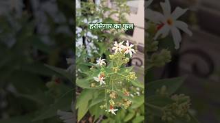 हरसिंगार का फूल gardening floweringplant shortsflowers [upl. by Enatan]