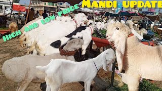 MANDI RATE BAHUT HIGH  RAJAN PURI BAKRE  CHAKKI DUMBA  Kajal Chatre  EID 2024KA MAL BAKRA Mandi [upl. by Llerot434]