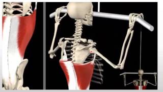 Rhomboids VS Lats  Learn Proper Pulling Ratios [upl. by Alsworth]