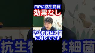 「FIPに抗生物質はお金の無駄」猫伝染性腹膜炎FIP治療 shorts fip治療 獣医療 令和の虎 モルヌピラビル 猫伝染性腹膜炎 猫動画 fip寛解 猫 [upl. by Lerej]