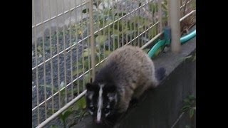 音量注意です。害獣ハクビシンの鳴き声 Whats Masked palm civet！？ [upl. by Foster592]