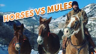 Mules Are WAY BETTER THAN HORSES  An Outfitters Perspective [upl. by Zulch]