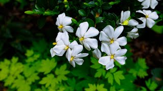 Gardenias  Super Fragrant Flowers [upl. by Alameda624]