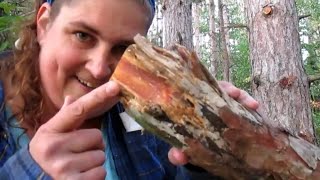 Harvesting The Richest Fatwood in the Forests of West Michigan While Comparing Pole Saws fatwood [upl. by Enylhsa]