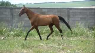 Akhalteke mare Margiana  FOR SALE [upl. by Gianna]