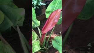 Philodendron prince Albertgardentamizha thamizhachigarden gardenplants shorts [upl. by Marcy]