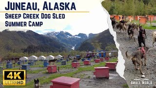 Sled Dogs The Most Extreme Distance Athletes on Earth [upl. by Scotney]