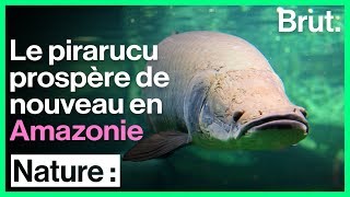 Le pirarucu prospère de nouveau en Amazonie [upl. by Timmons]