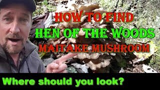 How to find Hen of the Woods Mushroom Maitake The Choice edible mushroom  Identify  Tree ID [upl. by Aleunam]