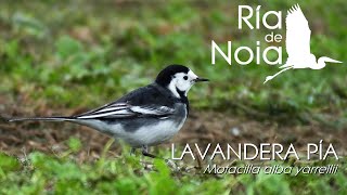 Lavandera pía o enlutada  Lavandeira moura Motacilla alba yarrellii Ría de Noia [upl. by Drehcir]