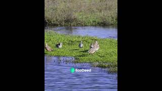 Pantanal  Protegendo a Fauna [upl. by Annirtak]