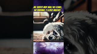 El perrito que quería ir de vacaciones 🥲💔 perrunos babyanimal shortsviral mascotas babypet [upl. by Eppesiug464]