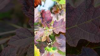 Autumn oakleaf hydrangea Hydrangea quercifolia [upl. by Ruberta]