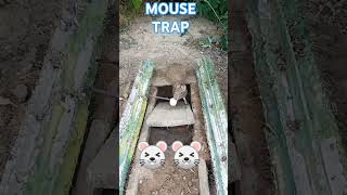 Mouse Trap mouse trap mousetrap mousetrap2022 mousetraps mousetraptp trapbeat choha shikari [upl. by Berey176]