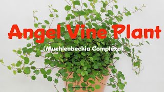 ANGEL VINE PLANT  Muehlenbeckia Complexia  Hanging Plant  shorts [upl. by Namas]