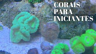 5 Corais para Iniciantes e Mitos sobre Zoanthus e Palythoas em Aquário Marinho [upl. by Nireil]