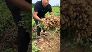 RT 3yjm643sa mini rotary tillage and ridging allin one tree 🌲 short view [upl. by Schalles862]