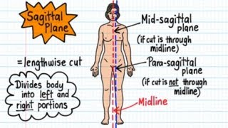 Anatomical Terms  Drawn amp Defined Updated [upl. by Yrret154]