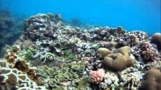 Snorkeling in front of Hideaways Resort Mentawai [upl. by Ydnes]