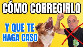 Cómo CORREGIR o REGAÑAR PERRO y que se PORTE BIEN el error que estás cometiendo [upl. by Edith]