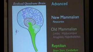 4Part Evolutionary Human Brain [upl. by Adile]