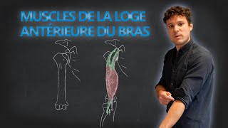 Anatomie des muscles de loge antérieure du bras [upl. by Onivla]