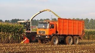 Claas Jaguar 900  Loonwerken Dirk NeytVan Laere  mais 2013 [upl. by Ahsytal690]