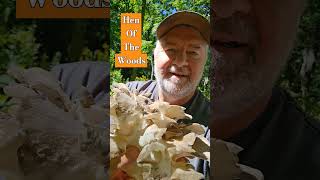 Hen Of The Woods Mushroom Sheepshead Mushroom Maitake amp Grifola frondosa [upl. by Jewel]