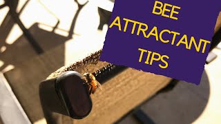 Attracting Bees to Garden TIPS [upl. by Nwadahs]