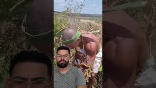 Cabra macho videos abelhas humor roça videoviral shortvideos [upl. by Alemat]