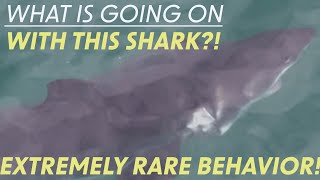 UNEXPLAINABLE GREAT WHITE SHARK BEHAVIOR🦈🌊💥 [upl. by Orvah]