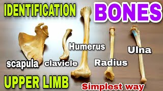 Upper limb bones ll identification ll side determination  anatomy of upper limb  bones [upl. by Tonina]