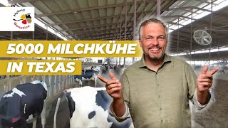 Tausende Milchkühe in Texas [upl. by Tnahsin]