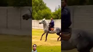 amazing horse horse rodeo cow [upl. by Spiro]