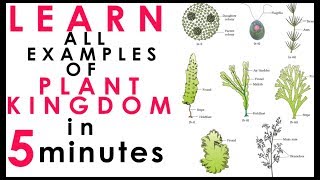 Plant KingdomShort Tricks Biology Bytes Examples Ncert Biology For NEET 2020AIIMSClass 11 [upl. by Notseh]