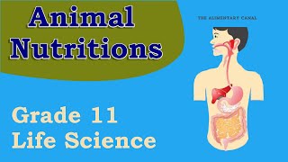 Animal nutrition Life Sciences grade 11 parts and their functions [upl. by Eecrad]