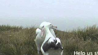 Wandering Albatross Courtship Display [upl. by Aicats714]