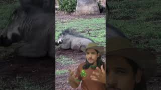 TIMÃO E PUMBA DA VIDA REAL Planeta Natureza ivisplanetanatureza [upl. by Reinke]