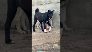 BLACK ANATOLIAN SHEPDERD DOG pupyy puppykangal [upl. by Mirelle505]