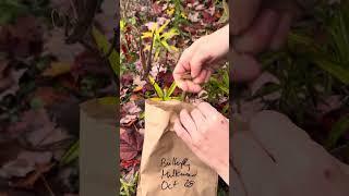 How to harvest Butterfly Milkweed Asclepias tuberosa seeds [upl. by Pip]