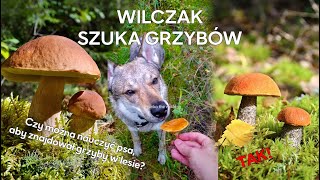 Wilczak Czechosłowacki szuka grzybów w polskim lesie [upl. by Anelys]