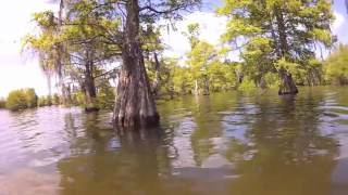 2012 Santee Cooper FLW Everstart Recap Wacky Rigging Trees [upl. by Somisareg912]