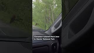 Black bear crosses road in front of us shorts [upl. by Nosak586]