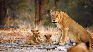 A Lioness Mom Confronts a Trespasser to Protect Her Cubs [upl. by Tallula]