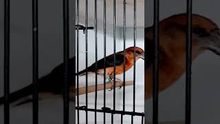 COMMON CROSSBILL shortvideo [upl. by Akahc680]