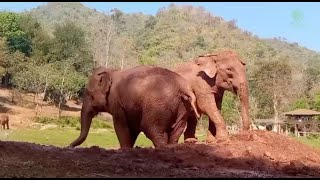 Turn up the volume for the trumpets  ElephantNews [upl. by Xenos]